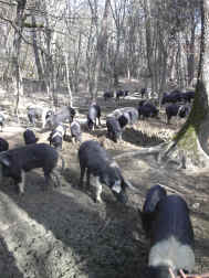 Castelli
                Book Club 122.jpg (832941 byte)