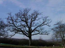 Castelli Book
                Club 111.jpg (825631 byte)